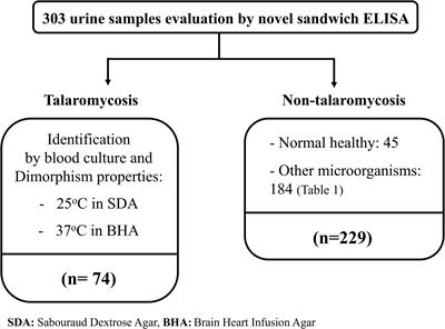 Evaluation of the yeast phase-specific monoclonal antibody 4D1 and Galanthus nivalis agglutinin sandwich ELISA to detect Talaromyces marneffei antigen in human urine